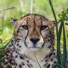 Gepard