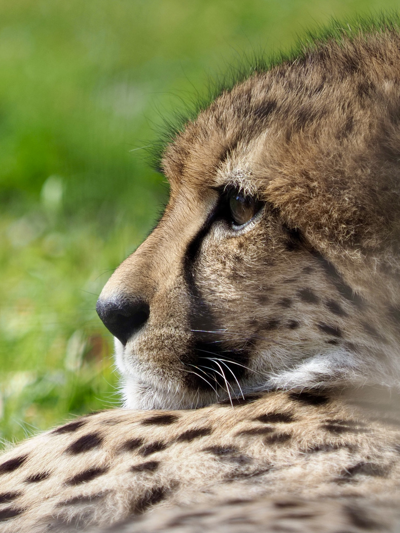 Gepard 