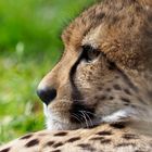 Gepard 