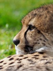 Gepard 