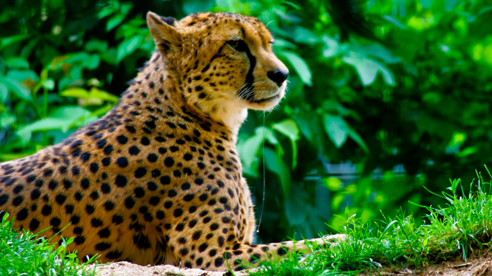 gePard