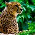 gePard