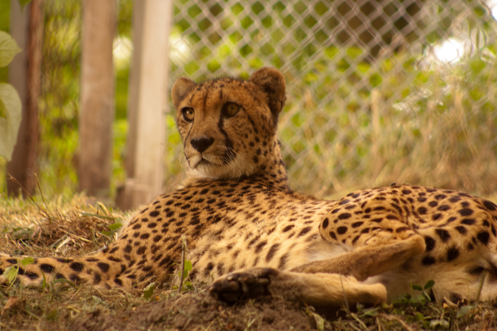 Gepard