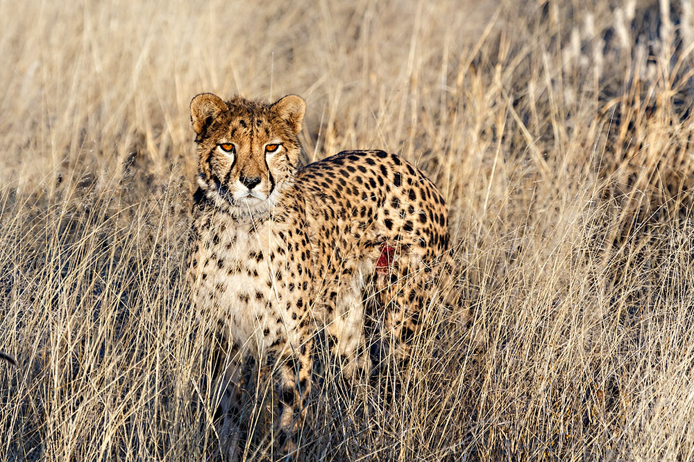 Gepard