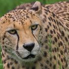 Gepard