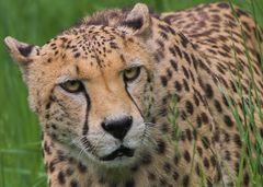 Gepard