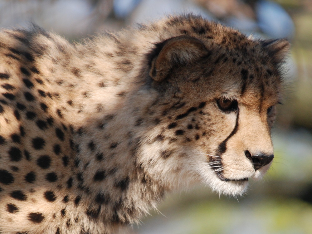 Gepard