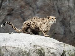 Gepard