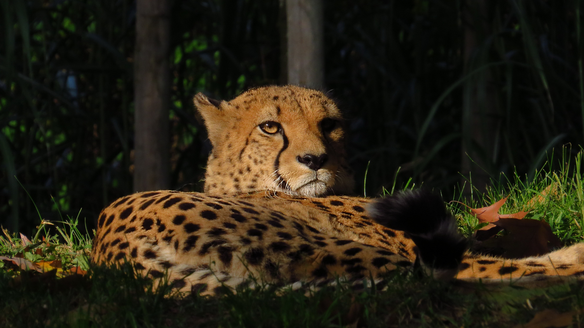 Gepard