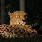 Gepard