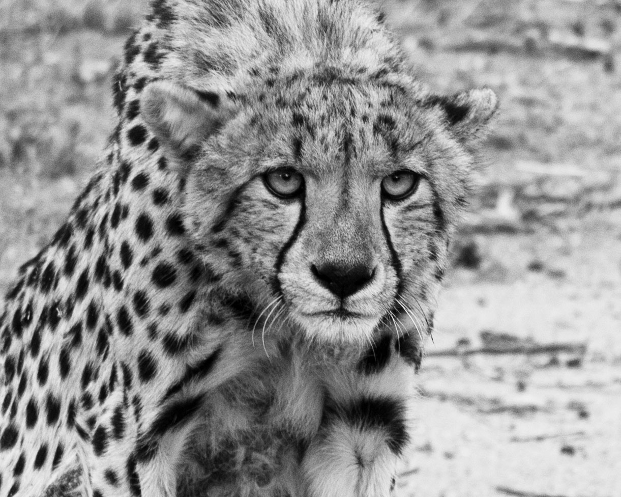 Gepard