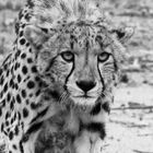 Gepard