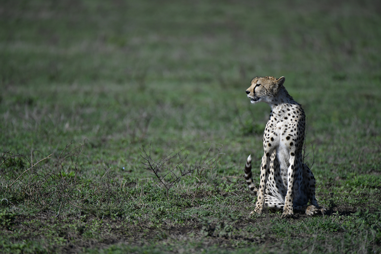 Gepard