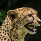 Gepard