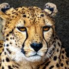 Gepard