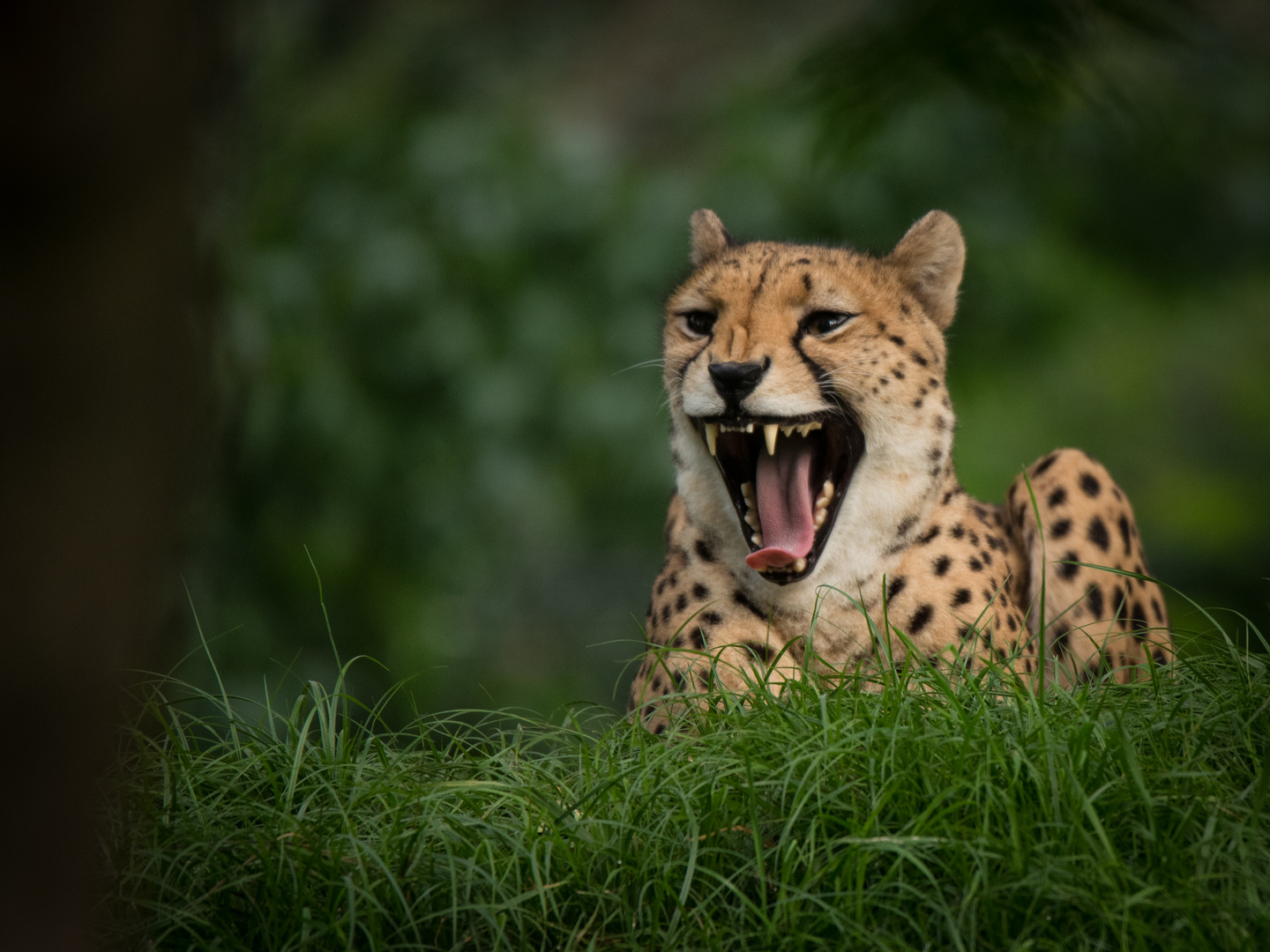 Gepard