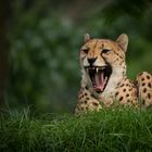 Gepard