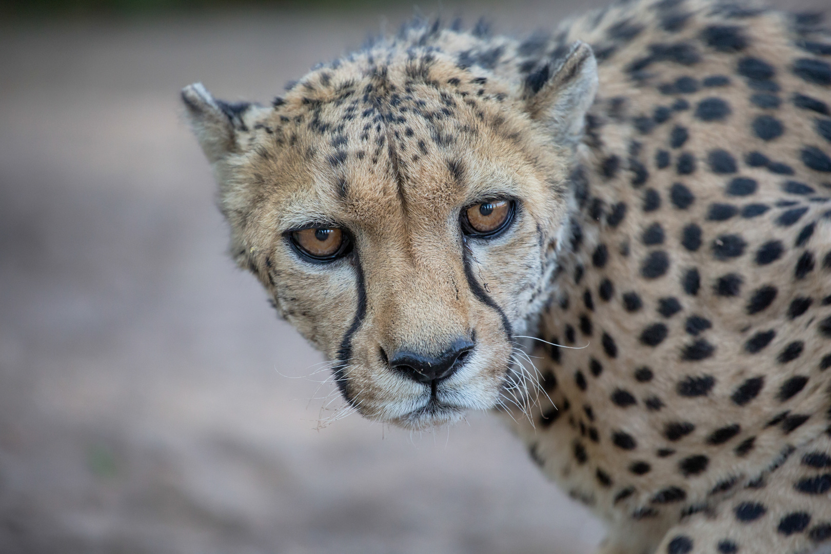 Gepard