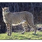 Gepard