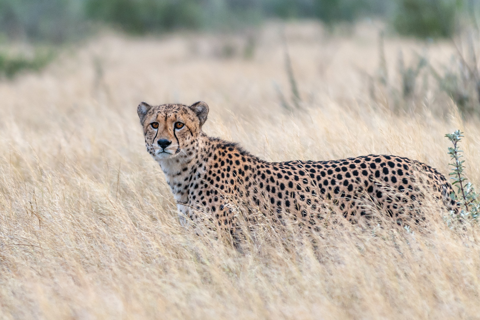 Gepard