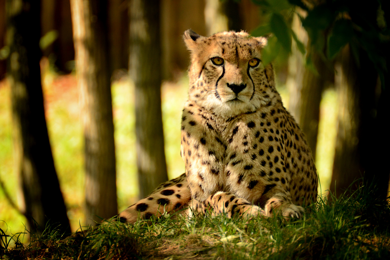 Gepard