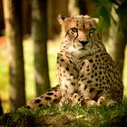 Gepard