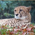 Gepard