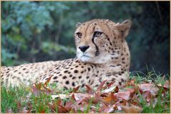 Gepard