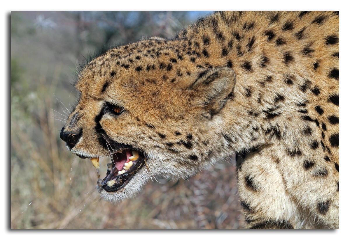 Gepard