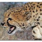 Gepard