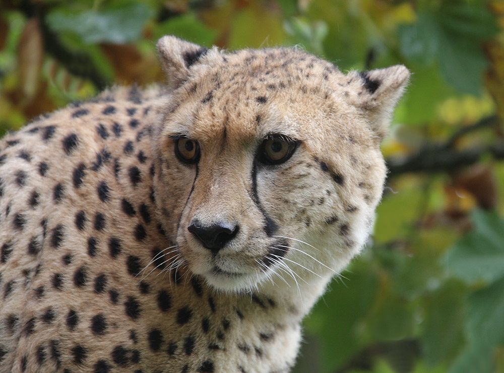 gepard