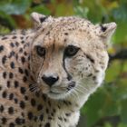 gepard