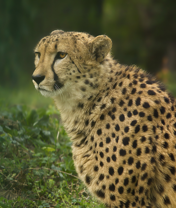 Gepard