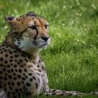 Gepard