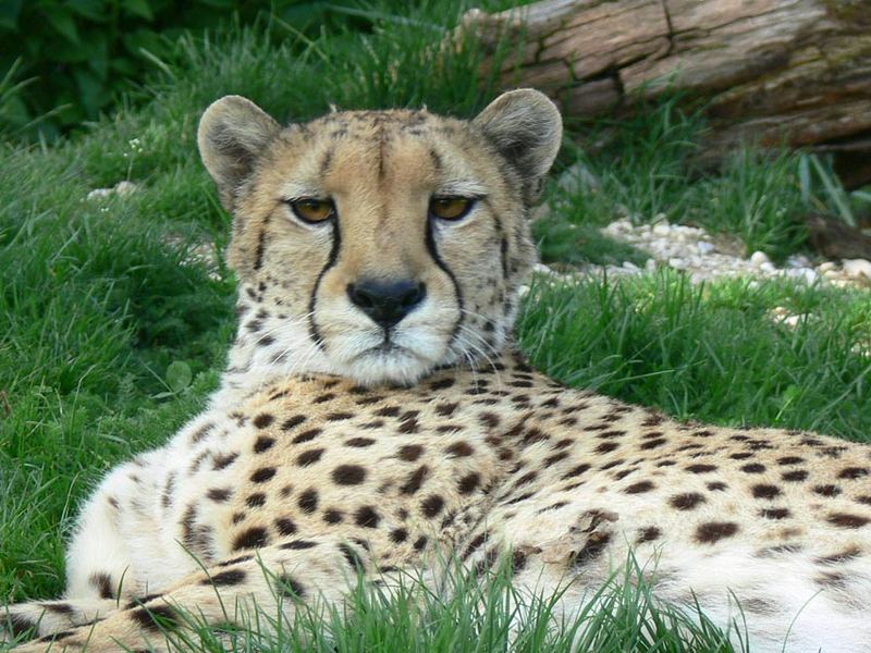 Gepard