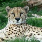 Gepard