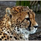 * Gepard *