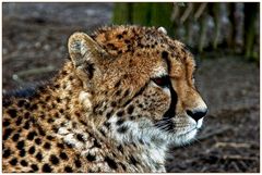 * Gepard *