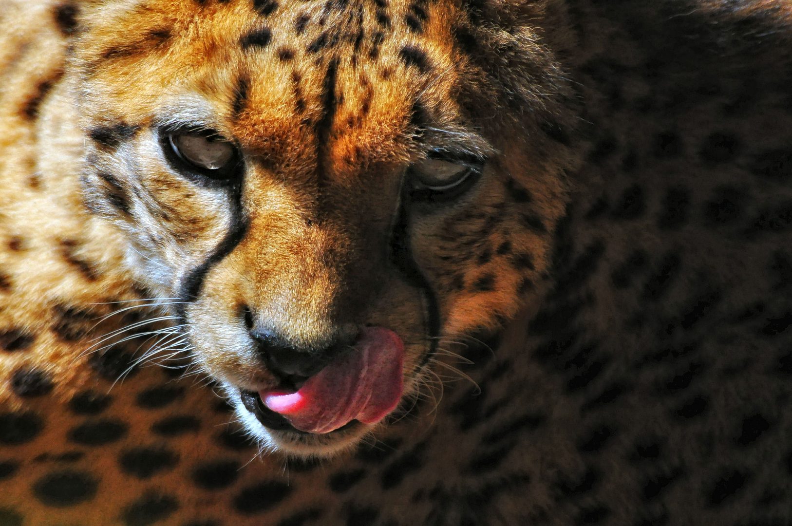 Gepard