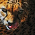 Gepard