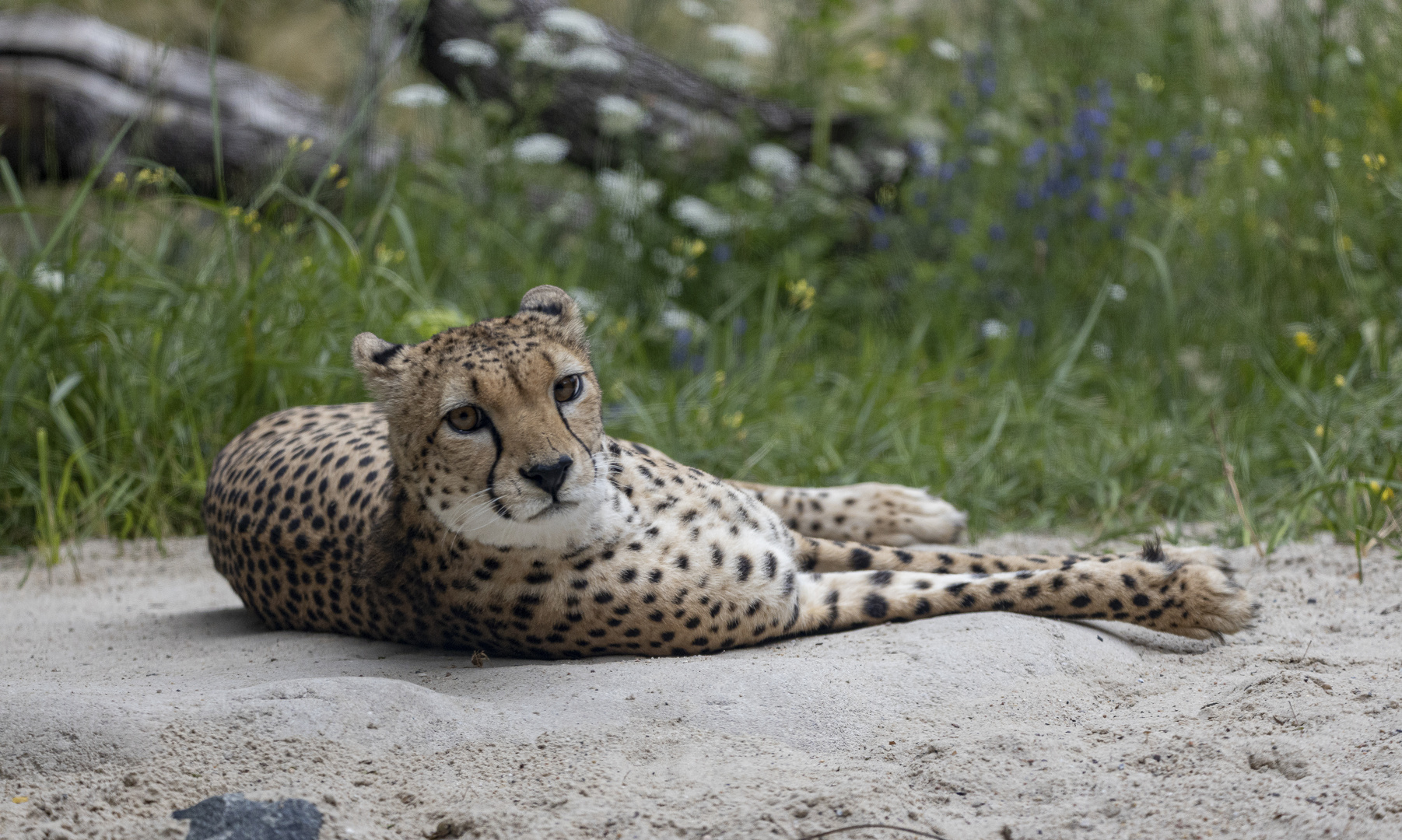 Gepard 