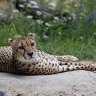 Gepard 