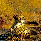 Gepard