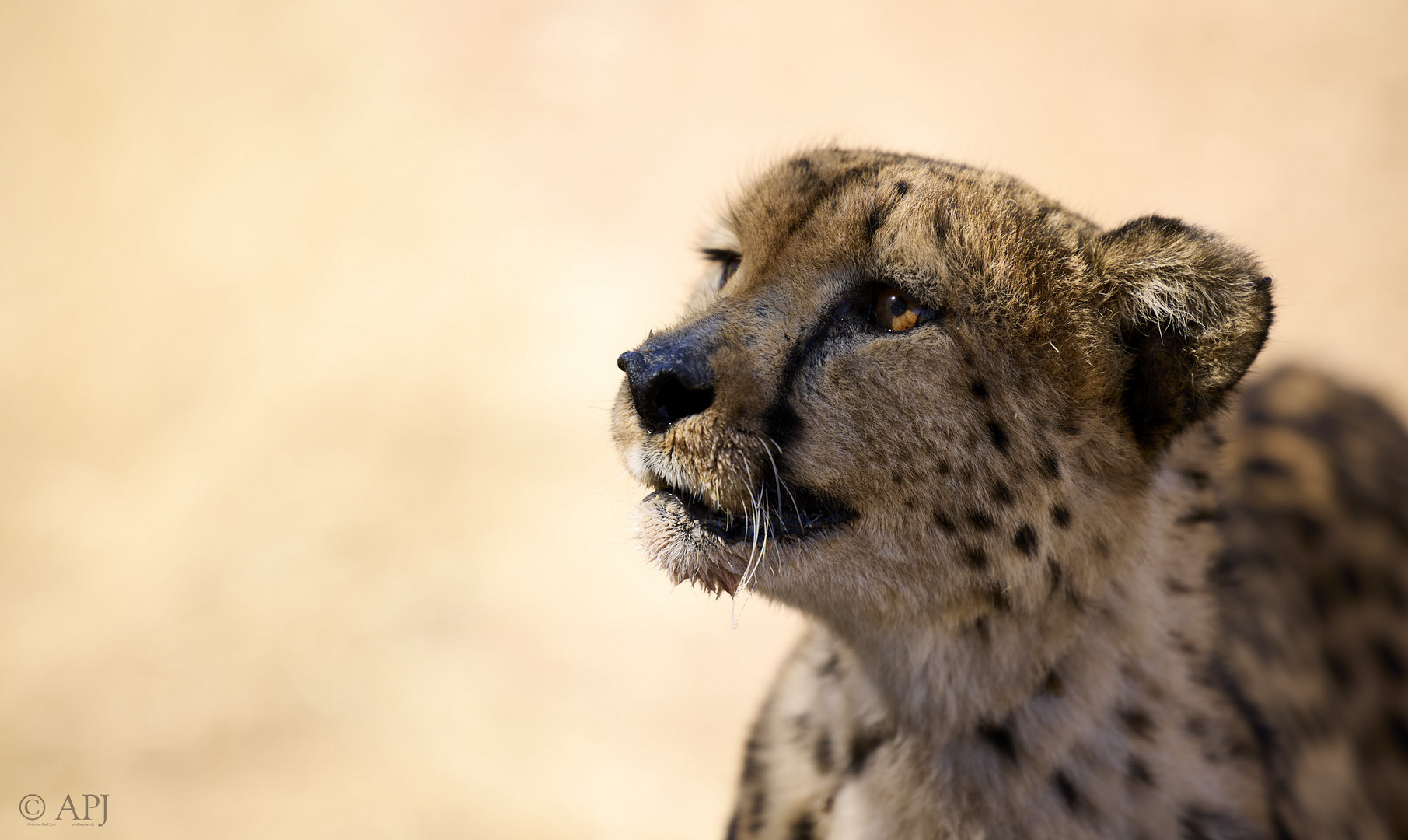 Gepard