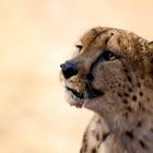 Gepard