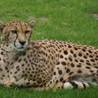 Gepard.