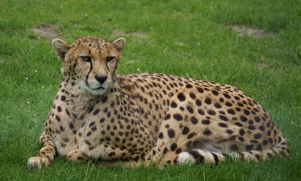 Gepard. Foto & Bild | münster, zoo, tiere Bilder auf fotocommunity