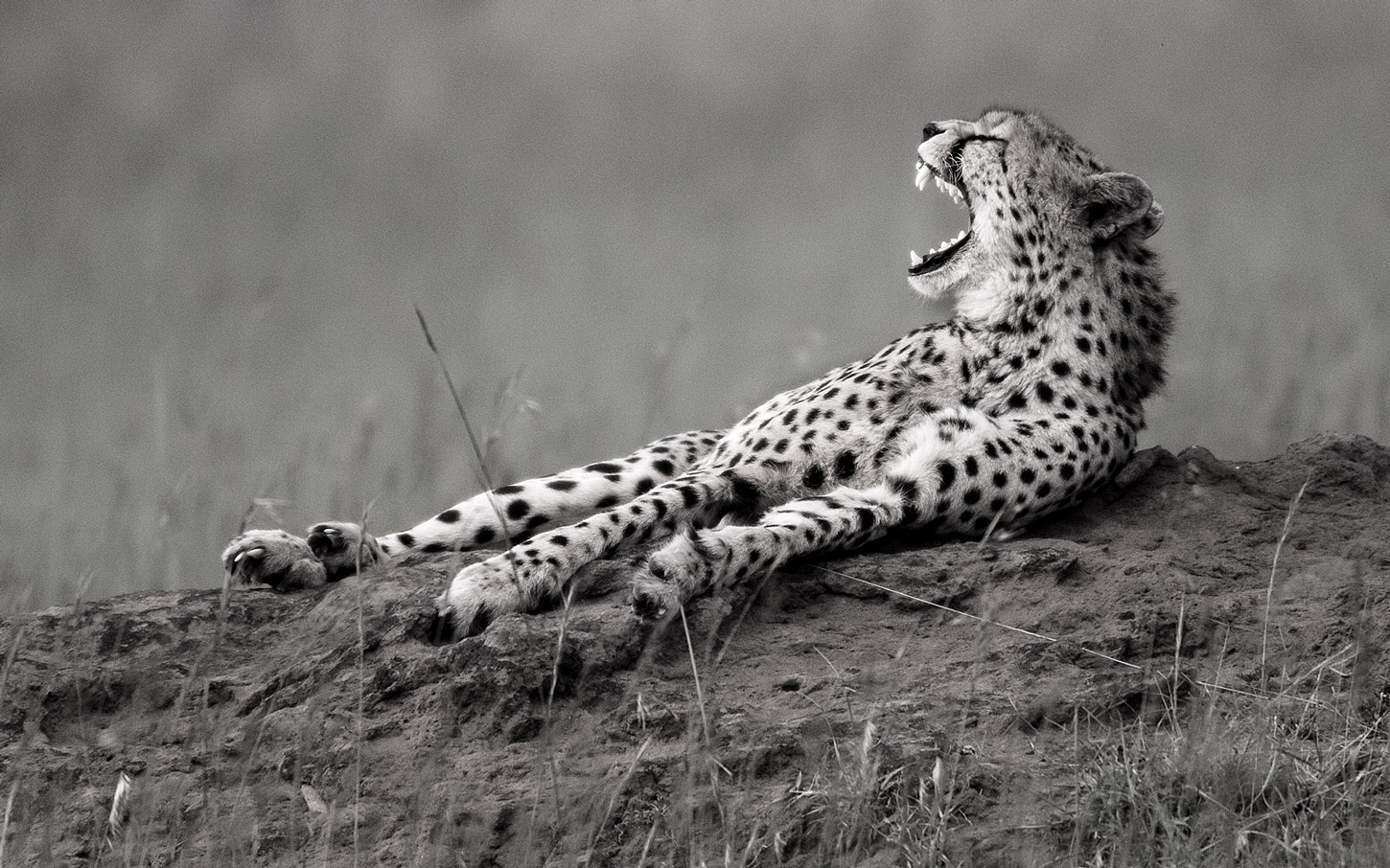 Gepard