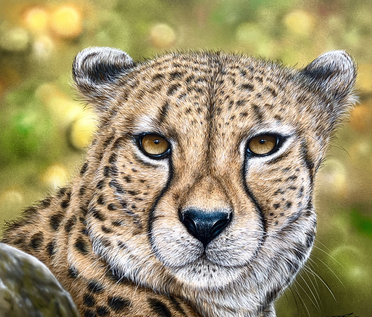 Gepard