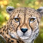 Gepard